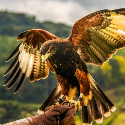 falcoaria2