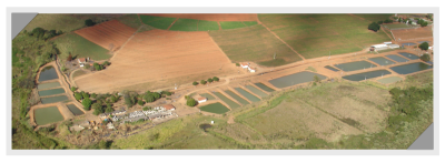 pisicultura